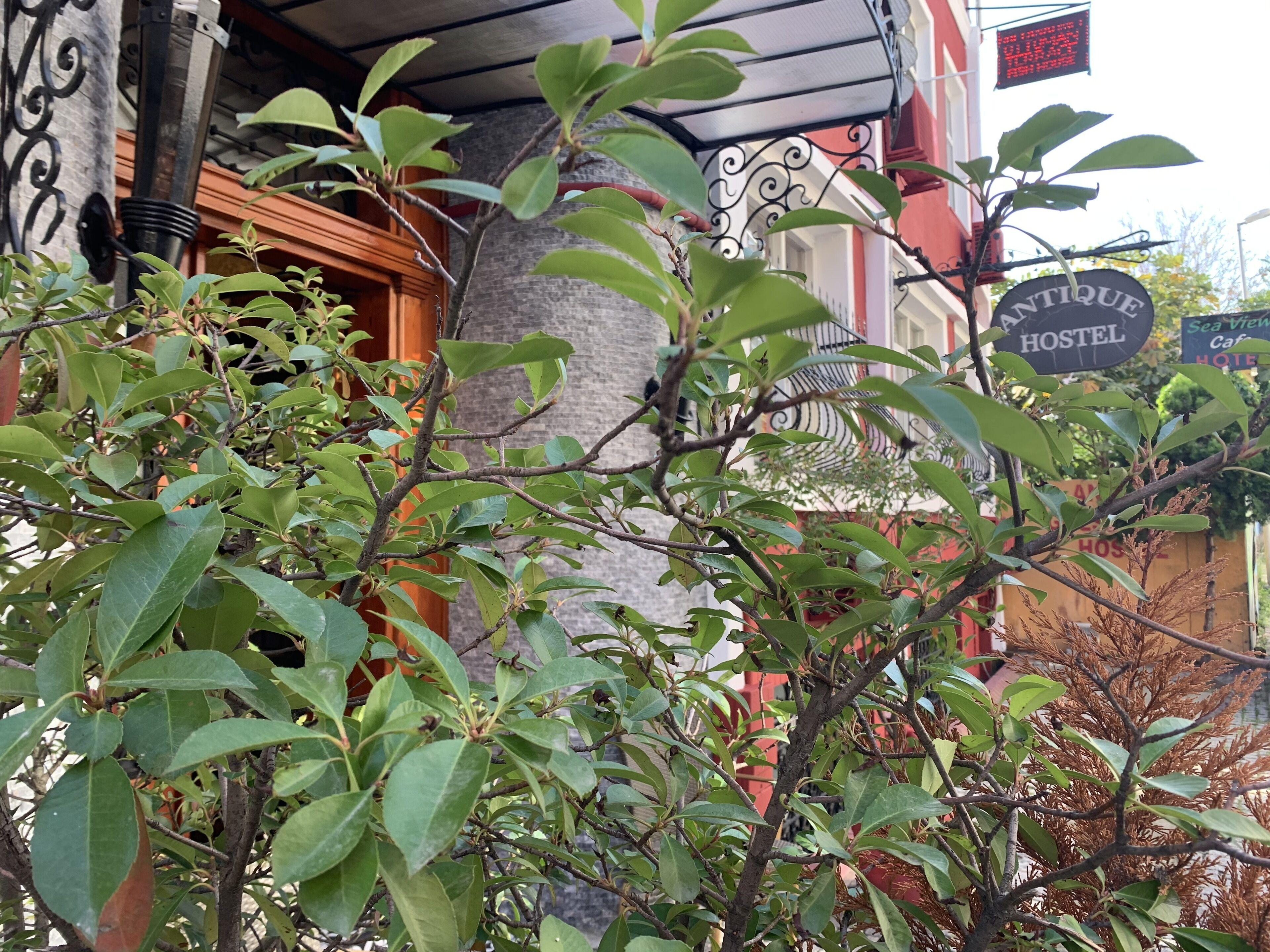 Antique Hostel, Istanbul